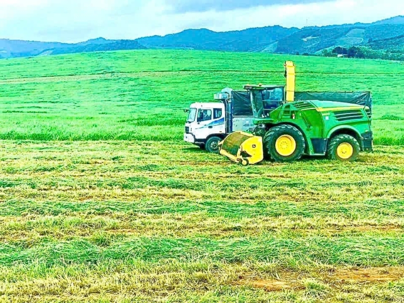 creating sustainable livelihoods through integrated livestock farming and plantation forestry