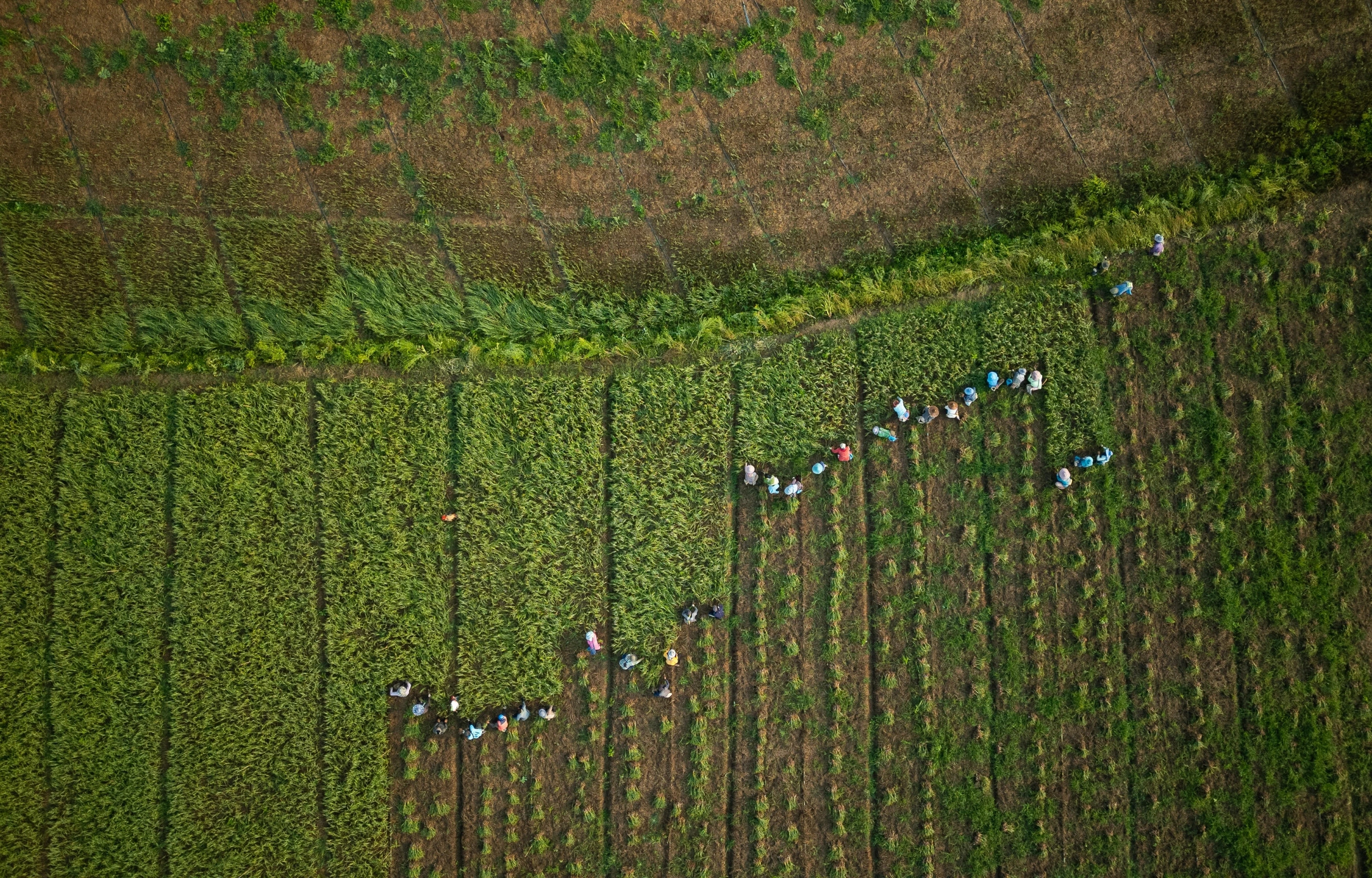 global food supplies under pressure from rising prices due to el niño