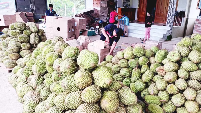 nganh rau qua huong toi cot moc moi