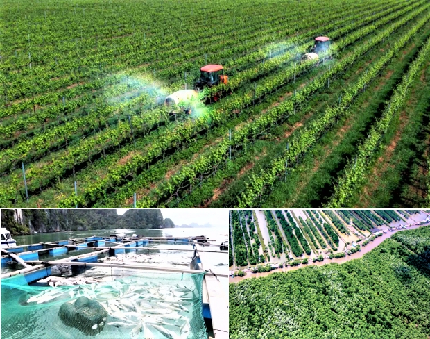 phat trien nong nghiep  uu tien nang cao hieu qua thay vi mo rong quy mo