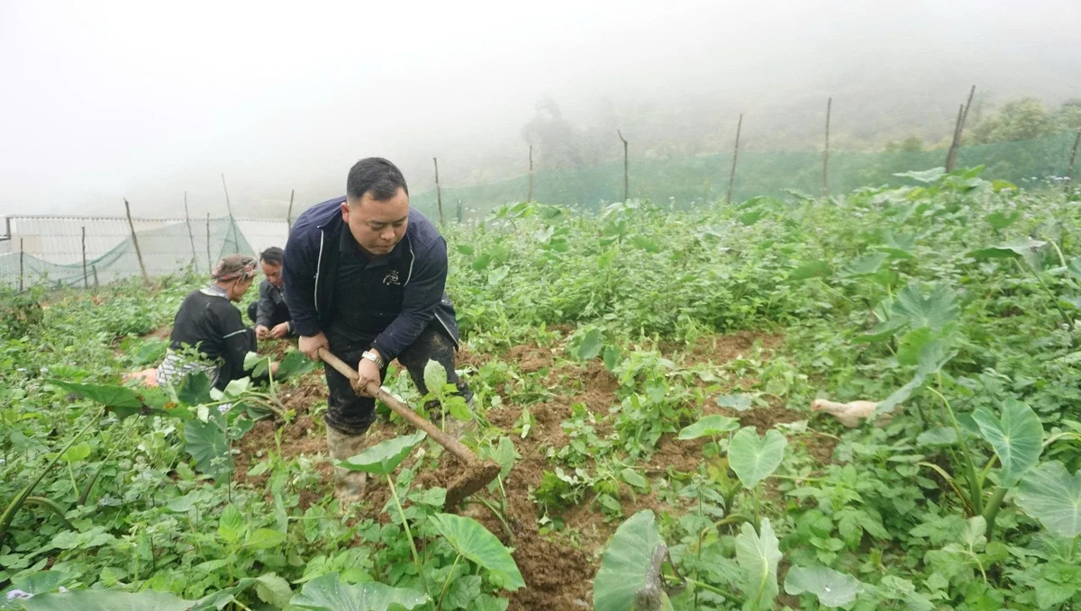 taro crop brings new life to a land shrouded in clouds year round