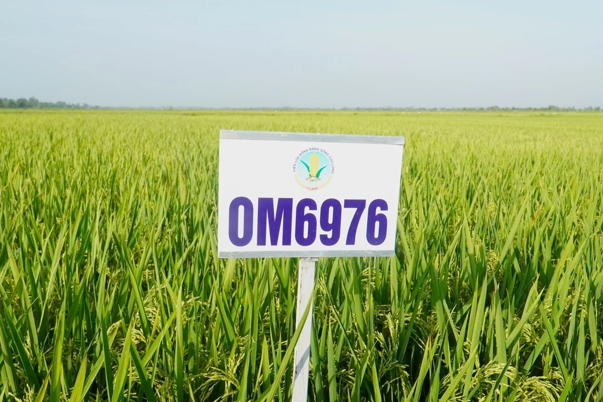 viba  ?? the golden seed of vietnam ??cuba friendship