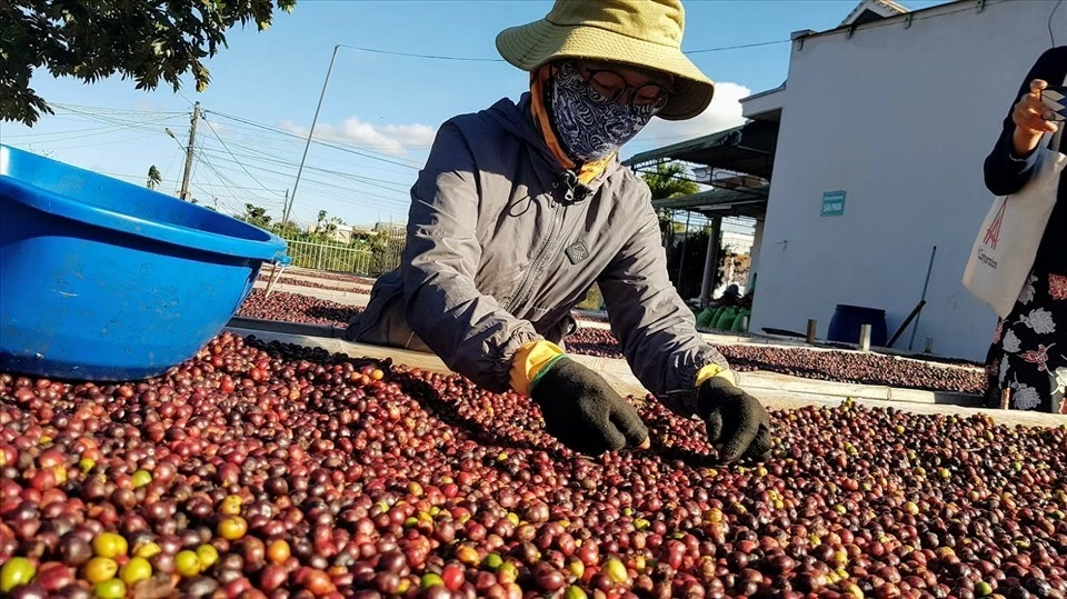 vietnamese agricultural and forestry products  strengthening position in global value chains